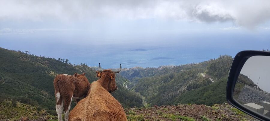Rabaçal: 25 Fontes & Risco Levada Transfer Self-guided Hike - Five hours, the café, and the return van