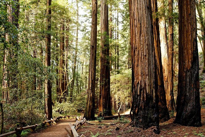 Redwood National and State Parks Self-Guided Audio Driving Tour - Key points to know before you go