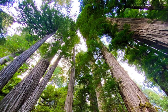 Redwood National and State Parks Self-Guided Audio Driving Tour - Trees of Mystery and the road south