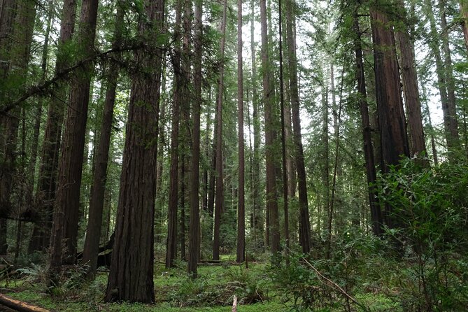 Redwood National and State Parks Self-Guided Audio Driving Tour - Bald Hills Road and Lady Bird Johnson Grove
