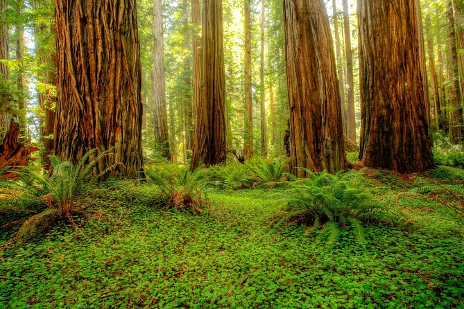 Redwood National and State Parks Self-Guided Audio Driving Tour - Choosing your starting point and timing
