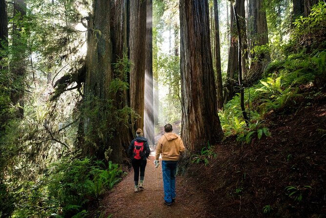 Redwood National Park Self-Guided Audio Tour - Elk Meadow, Gold Bluffs Beach, and Fern Canyon