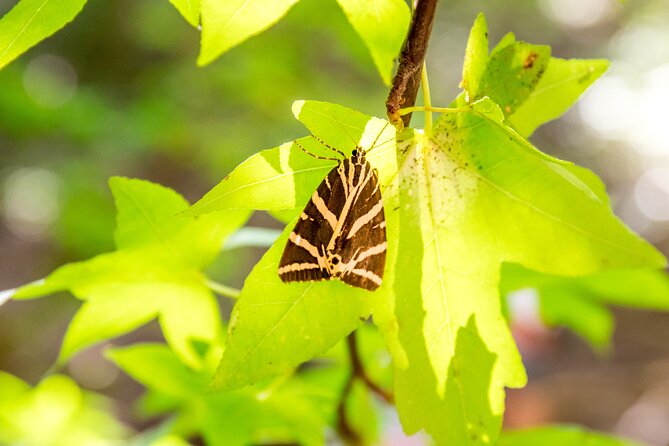 Rhodes: Butterfly Valley & Seven Springs Nature Day Trip - Price and value at $35