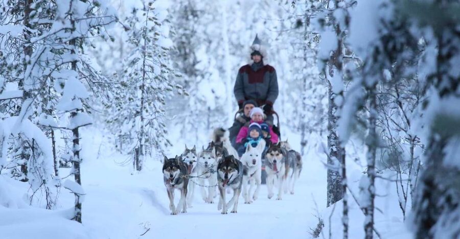 Rovaniemi: 7km Self-Drive Husky Sleigh Ride Adventure - Taking the Road From Rovaniemi Into the Forest