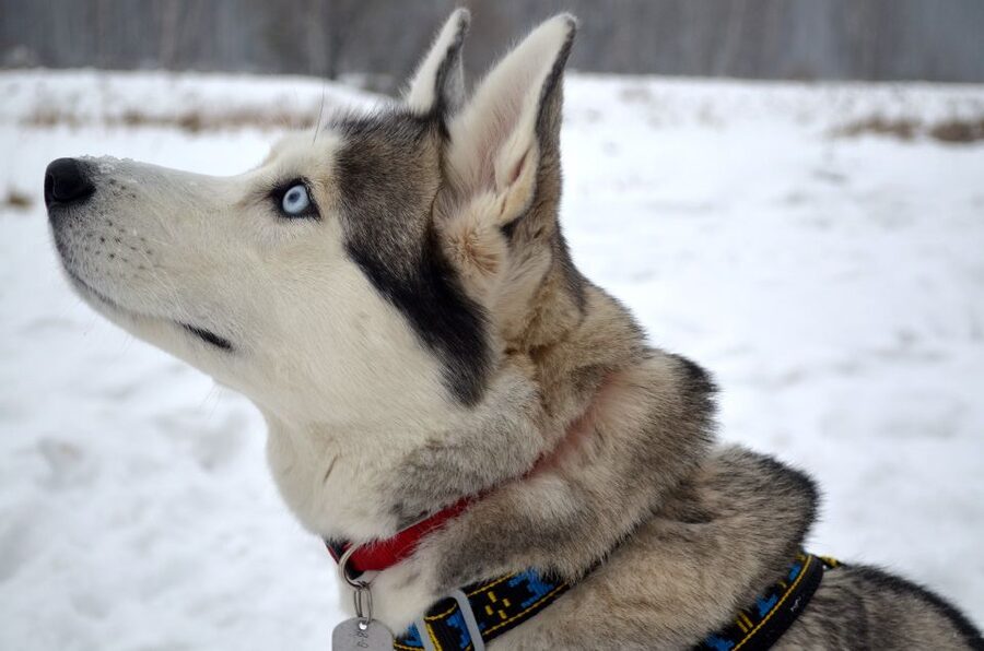 Rovaniemi: 7km Self-Drive Husky Sleigh Ride Adventure - Running Through Snowy Finnish Forest