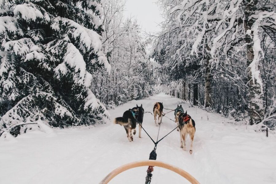 Rovaniemi: Apukka Husky Adventure 7km, self-driven - Taking the reins at Apukka Resort
