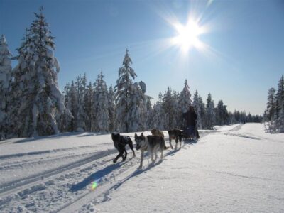 Rovaniemi: Apukka Husky Adventure 7km, self-driven