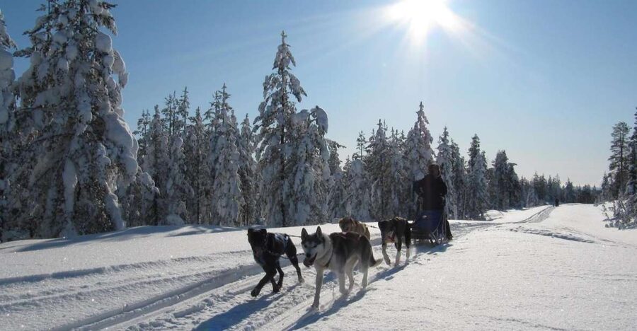Rovaniemi: Apukka Husky Adventure 7km, self-driven - Hot berry juice by the fire