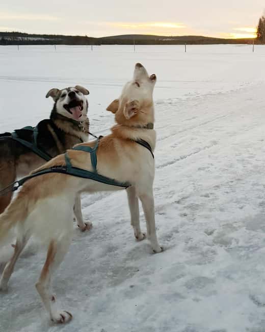 Rovaniemi: Insider 5km Husky Self Drive Tour - Why the self-drive format matters