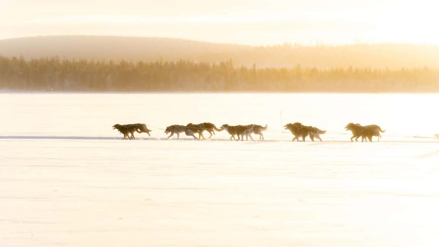 Rovaniemi: Insider 5km Husky Self Drive Tour - A wooden kota, open fire, and Finnish snacks