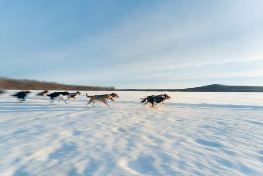 Rovaniemi: Insider 5km Husky Self Drive Tour - Meeting the dogs after the ride