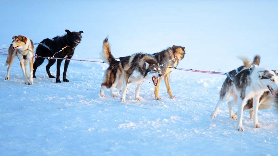 Rovaniemi: Insider 5km Husky Self Drive Tour - Meeting the mushers and learning the rules