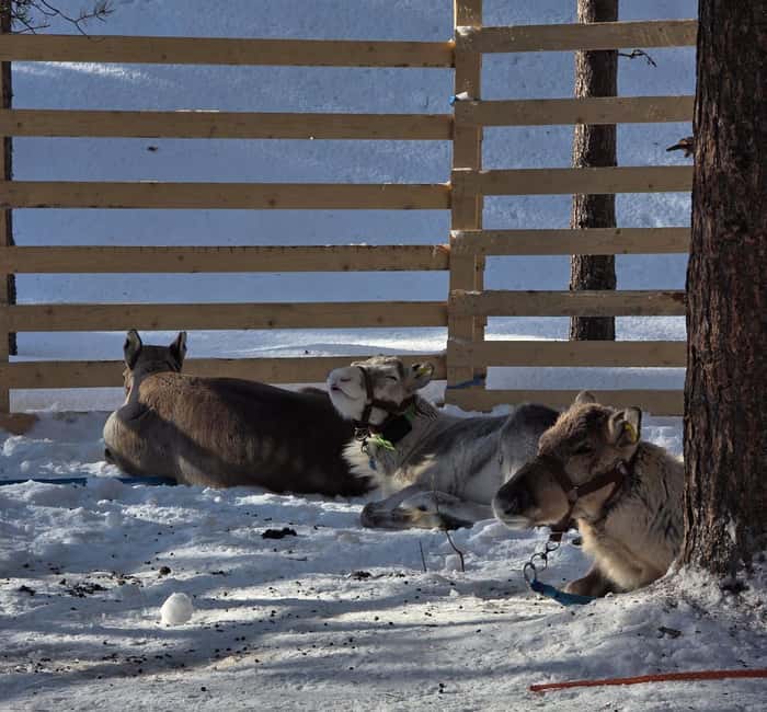 Rovaniemi:Self-drive Husky safari with a Reindeer Farm visit - Key points at a glance
