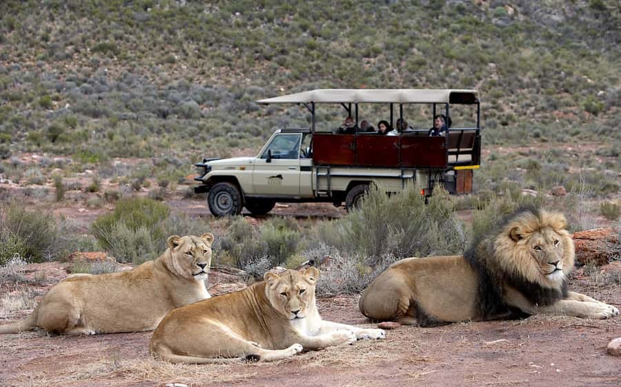 Self drive Aquila Safari Game Reserve Sunset Game Drive - The open 4x4 game drive