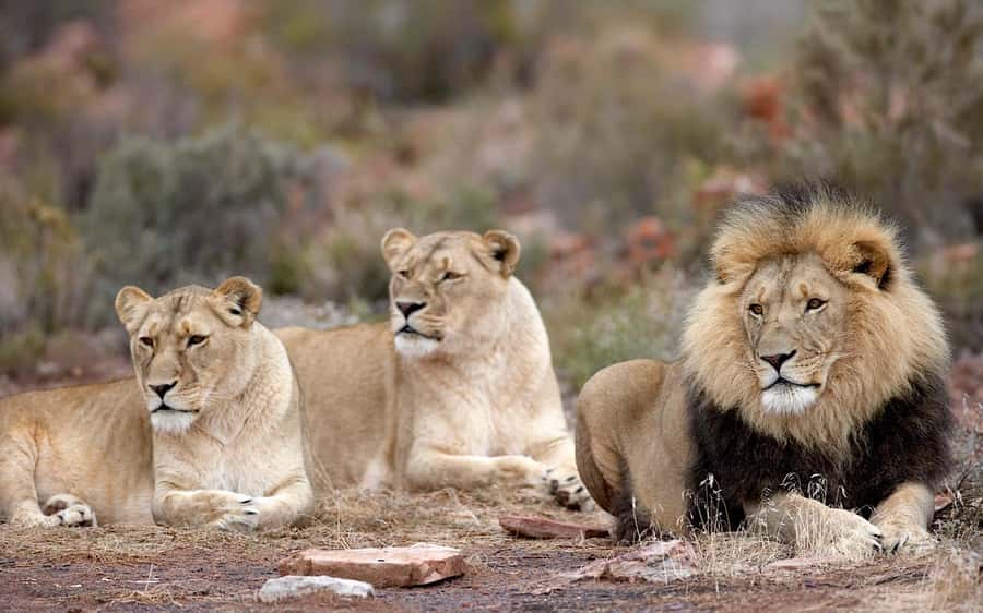 Self drive Aquila Safari Game Reserve Sunset Game Drive - The Big 5: what you may actually see