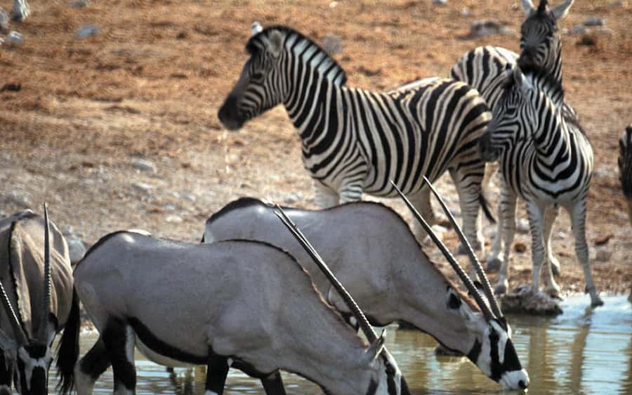 Self drive Aquila Safari Game Reserve Sunset Game Drive - The question of authenticity and animal sightings