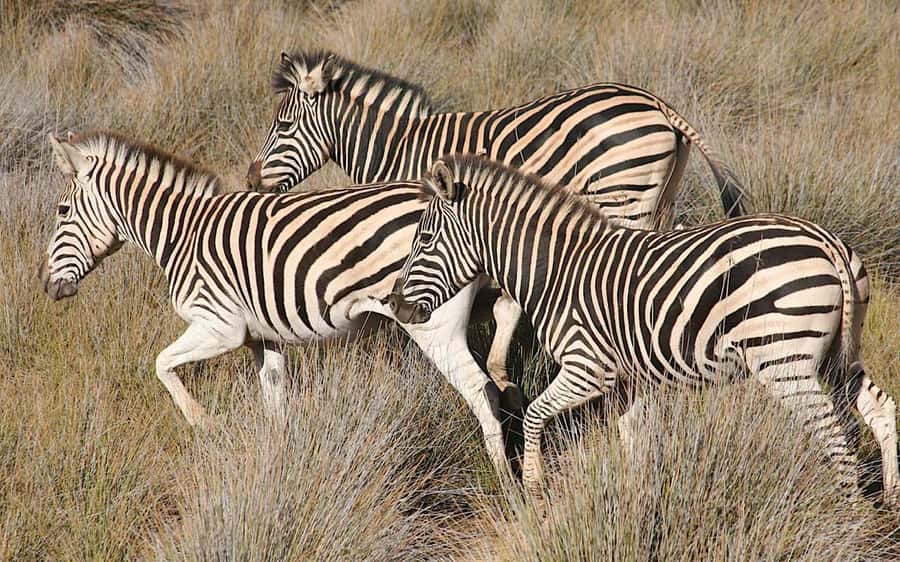 Self drive Aquila Safari Reserve Early Morning Game Drive - Why this safari works as a Cape Town day trip