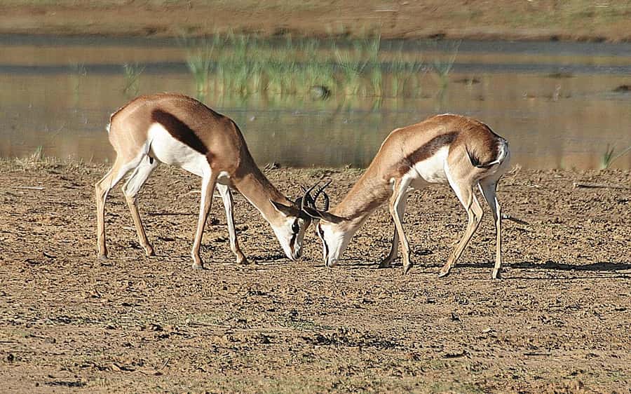 Self drive Aquila Safari Reserve Early Morning Game Drive - The open 4x4 game drive