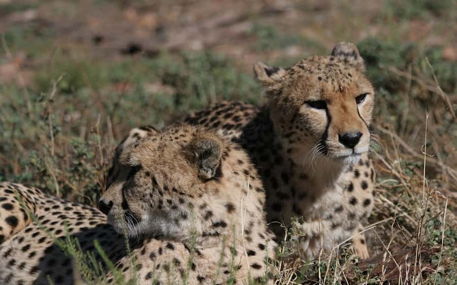 Self drive Aquila Safari Reserve Early Morning Game Drive - How much value do you get for $155?