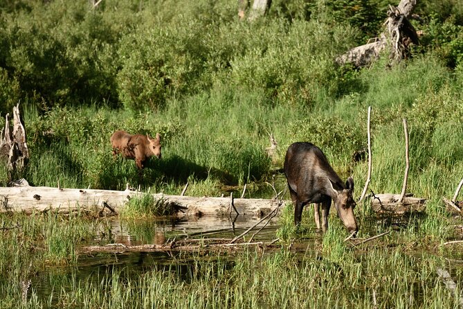 Self-Guided Audio Driving Tour in Grand Teton National Park - Menor’s Ferry connects scenery with local history
