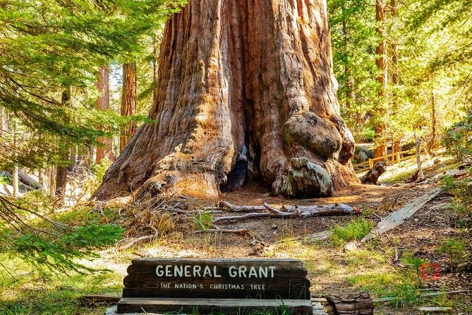 Self-Guided Audio Driving Tour in Sequoia and Kings Canyon - Grant Grove, Panoramic Point, and a naming mix-up to watch