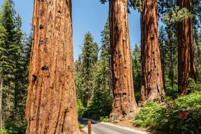 Self-Guided Audio Driving Tour in Sequoia and Kings Canyon - Starting with the Four Guardsmen