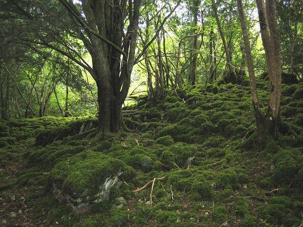Self-Guided Bike Tour of Killarney National Park, Muckross Gardens & Waterfall - Key points to know before you book