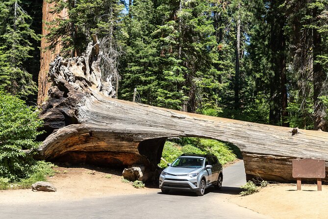 Self Guided Driving Audio Tour of Redwood National and State Park - What this Redwood audio tour really offers
