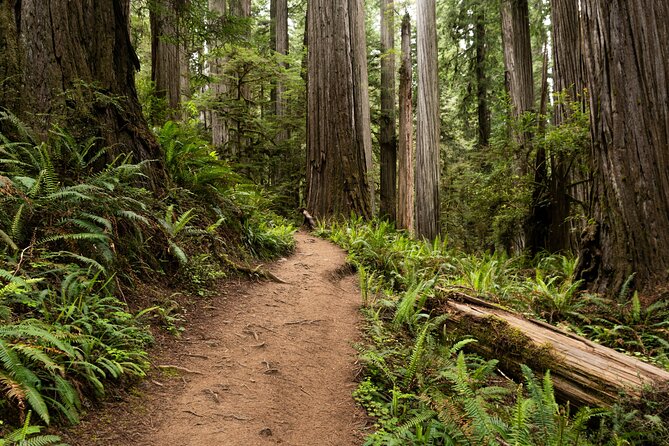 Self Guided Driving Audio Tour of Redwood National and State Park - Stout Grove and Howland Hill Road