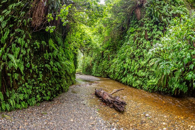 Self Guided Driving Audio Tour of Redwood National and State Park - Fern Canyon and Tall Trees Grove