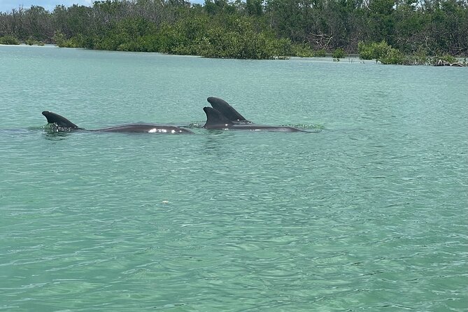 Self Guided EcoTour: Clear/Standard Kayaks -Bonita Springs - Following the map through the mangroves