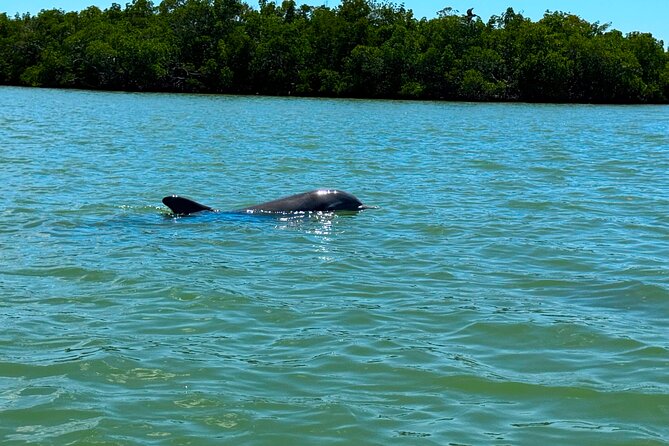 Self Guided EcoTour: Clear/Standard Kayaks -Bonita Springs - Wildlife, shelling, and the secluded beach