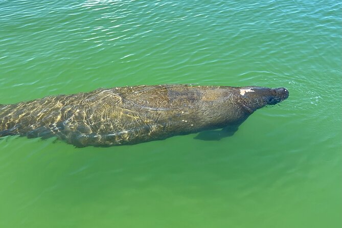 Self Guided EcoTour: Clear/Standard Kayaks -Bonita Springs - Booking, weather, and practical timing