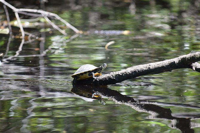 Self Guided Family Friendly Kayak Rental Experience Old Florida - Timing, Weather, and Practical Planning