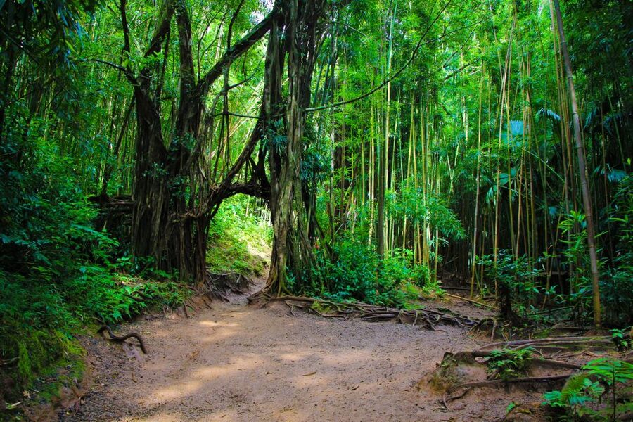 Self Guided Hike Trail to Nature Walk & Waterfall - Manoa Falls begins with a rainforest walk