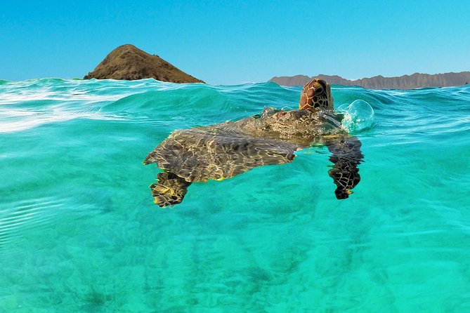 Self-Guided Kayaking Discovery in Kailua, Oahu - Who should choose a single or double kayak?
