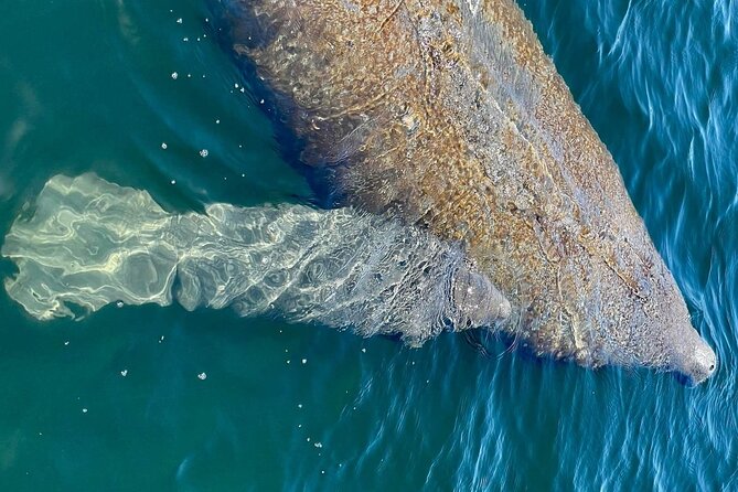 Self-Guided Kayaking Manatee and Dolphin Tour - Finding manatees, dolphins, and other wildlife