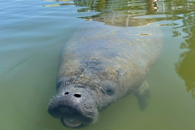 Self-Guided Kayaking Manatee and Dolphin Tour - Why self-guided works well for some people