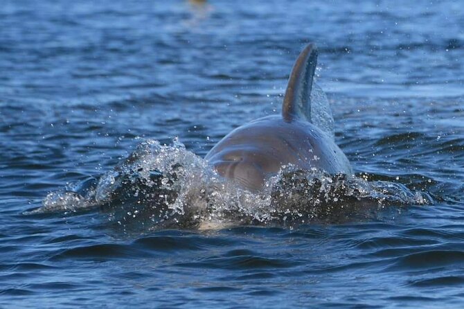 Self-Guided Kayaking Manatee and Dolphin Tour - Equipment details and the importance of confirming your request