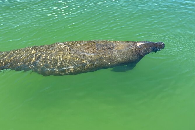 Self Guided Standup Paddle Board EcoTour -Bonita Springs - Mangrove tunnels near Bonita Springs