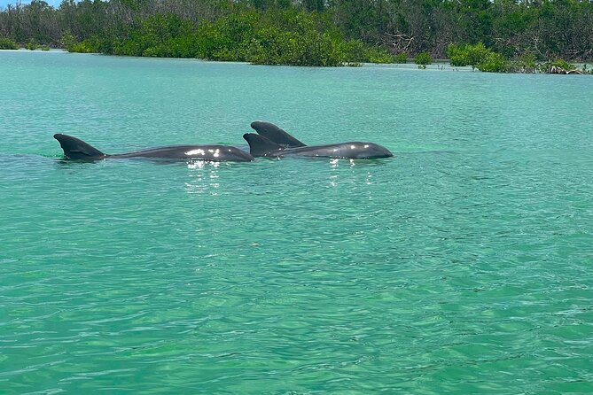 Self Guided Standup Paddle Board EcoTour -Bonita Springs - Who will enjoy this paddle most