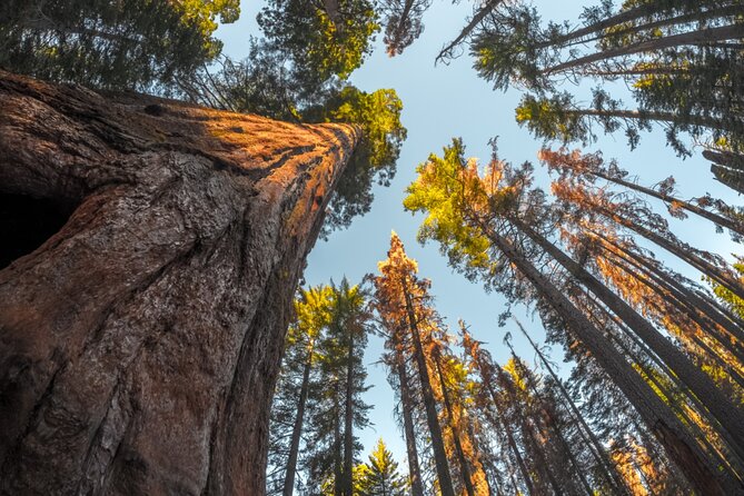 Sequoia & Kings Canyon NP Self-Guided Driving Audio Tour - Price, timing, and who gets the best value