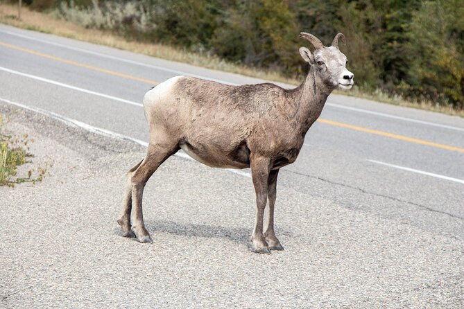 Smartphone Audio Driving Tour between Banff and Calgary - Banff National Park: broad context instead of a guided hike