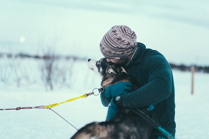 Tromso Husky Self-Drive Sledding with Cake and Drink in Lavvu - Meeting 130 Alaskan Huskies before the briefing