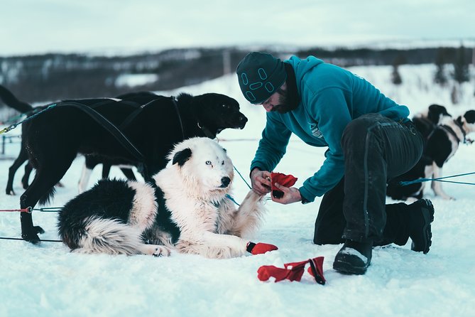 Tromso Husky Self-Drive Sledding with Cake and Drink in Lavvu - Understanding the work behind the magic