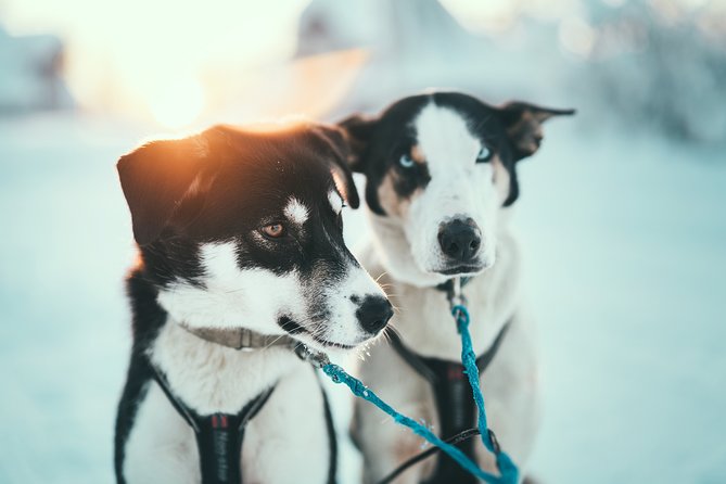 Tromso Husky Self-Drive Sledding with Cake and Drink in Lavvu - Is the $361.68 price good value?