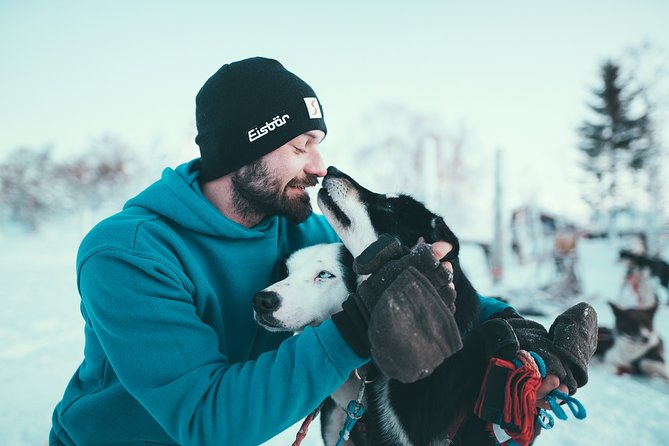 Tromso Husky Self-Drive Sledding with Cake and Drink in Lavvu - Who should book this husky tour?