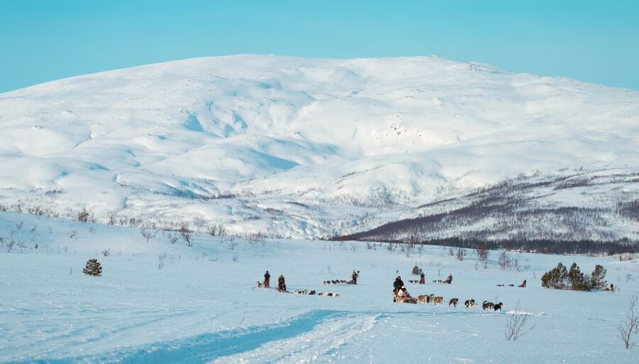 Tromsø: Husky Sled Self-Drive with Traditional Lunch - Key points to know before you book