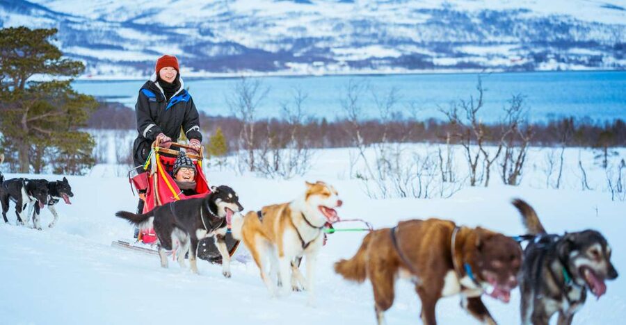 Tromsø: Husky Sled Self-Drive with Traditional Lunch - A real introduction to mushing, not just a sled ride