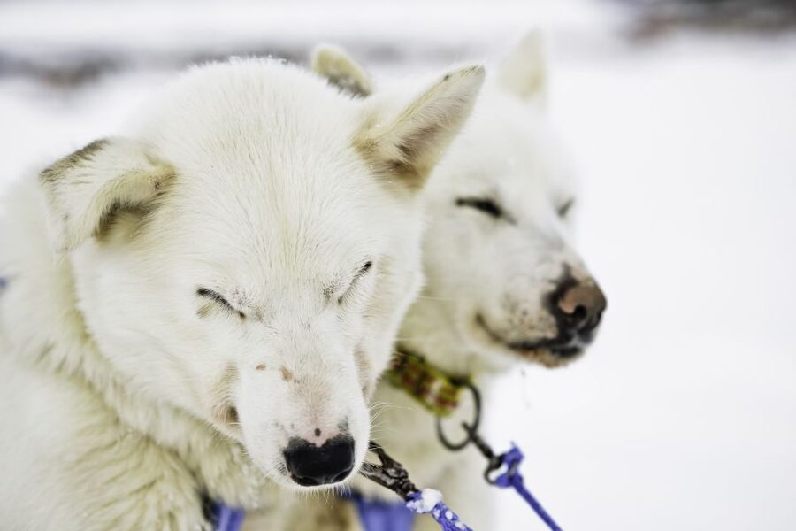 Tromsø: Husky Sled Self-Drive with Traditional Lunch - Swapping places gives the outing real value